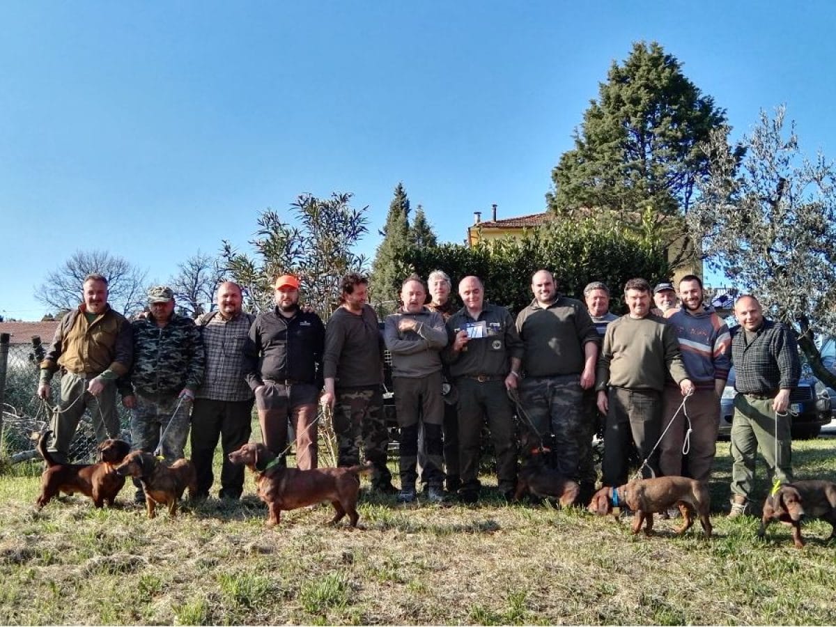 Dachsbracke su cinghiale in terreno libero a Terni Dachsbracke su cinghiale in terreno libero a Terni