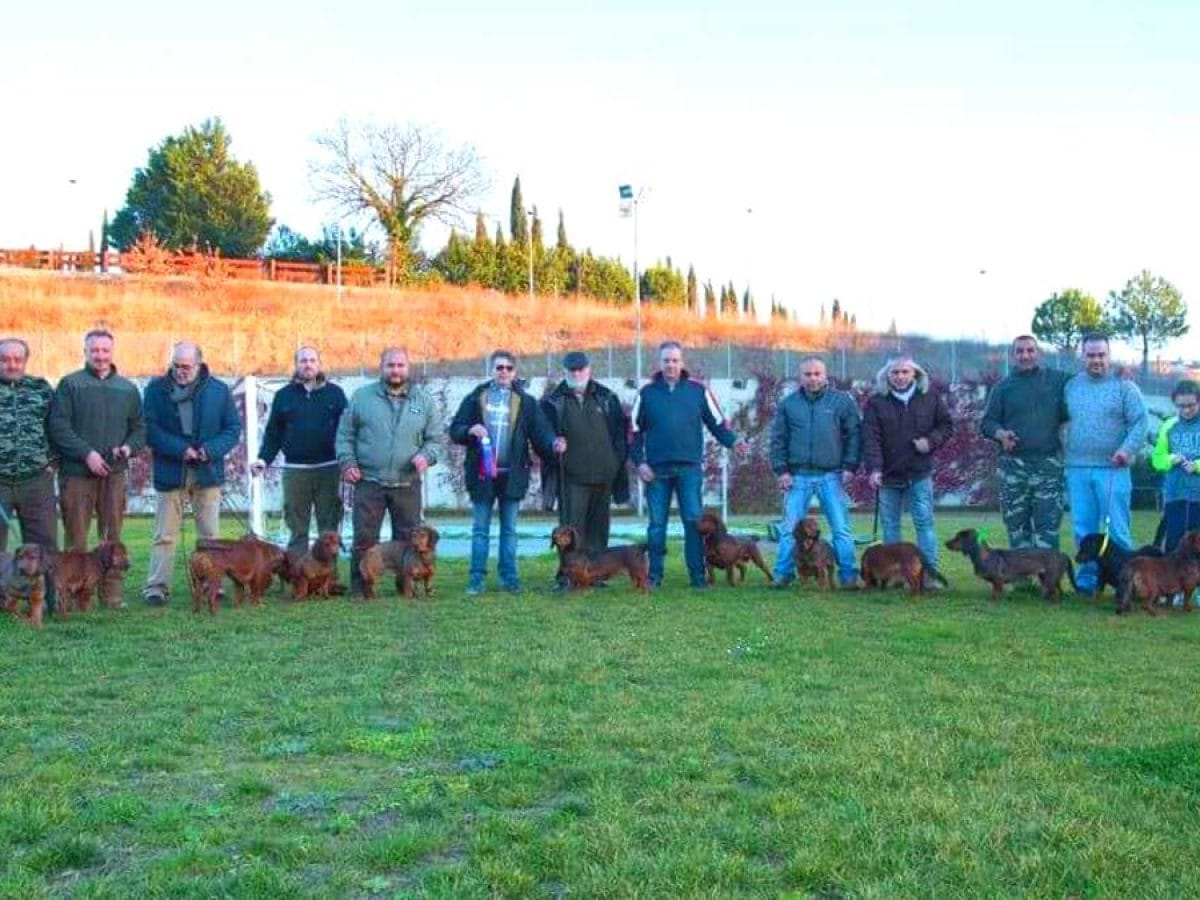 Segugio Dachsbracke con CAC a Montecopiolo Segugio Dachsbracke con CAC a Montecopiolo
