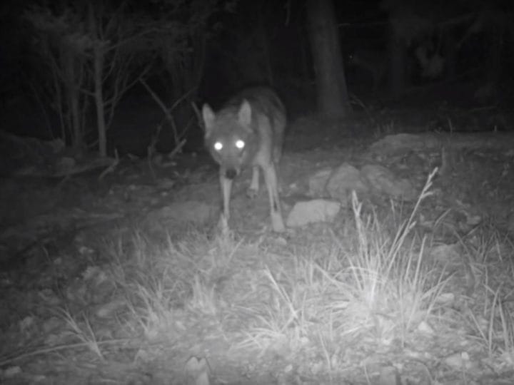 Lupi in Umbria fra leggenda e realtà - C&C Hunting | Outdoor Innovation Lupi in Umbria fra leggenda e realtà - C&C Hunting | Outdoor Innovation