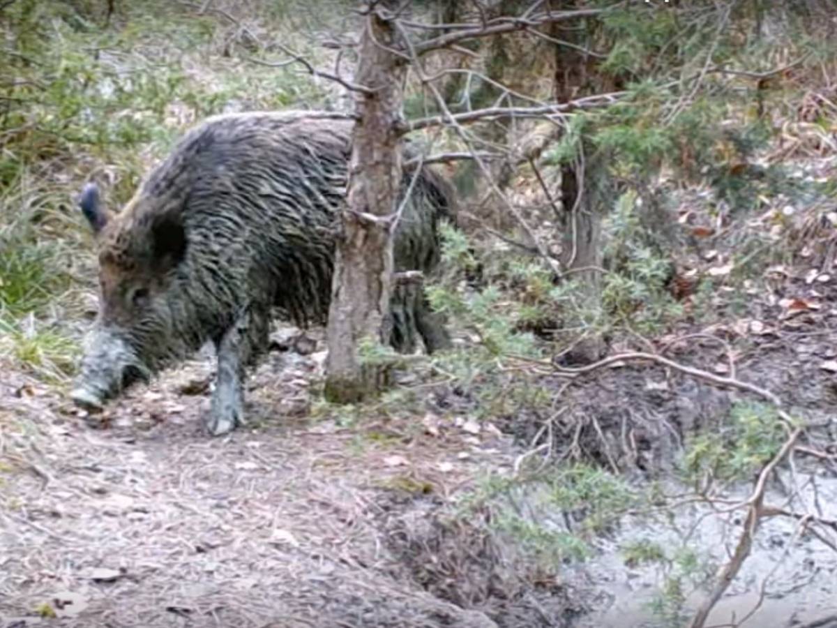 L’allegra cricca della pozza – Animali selvatici