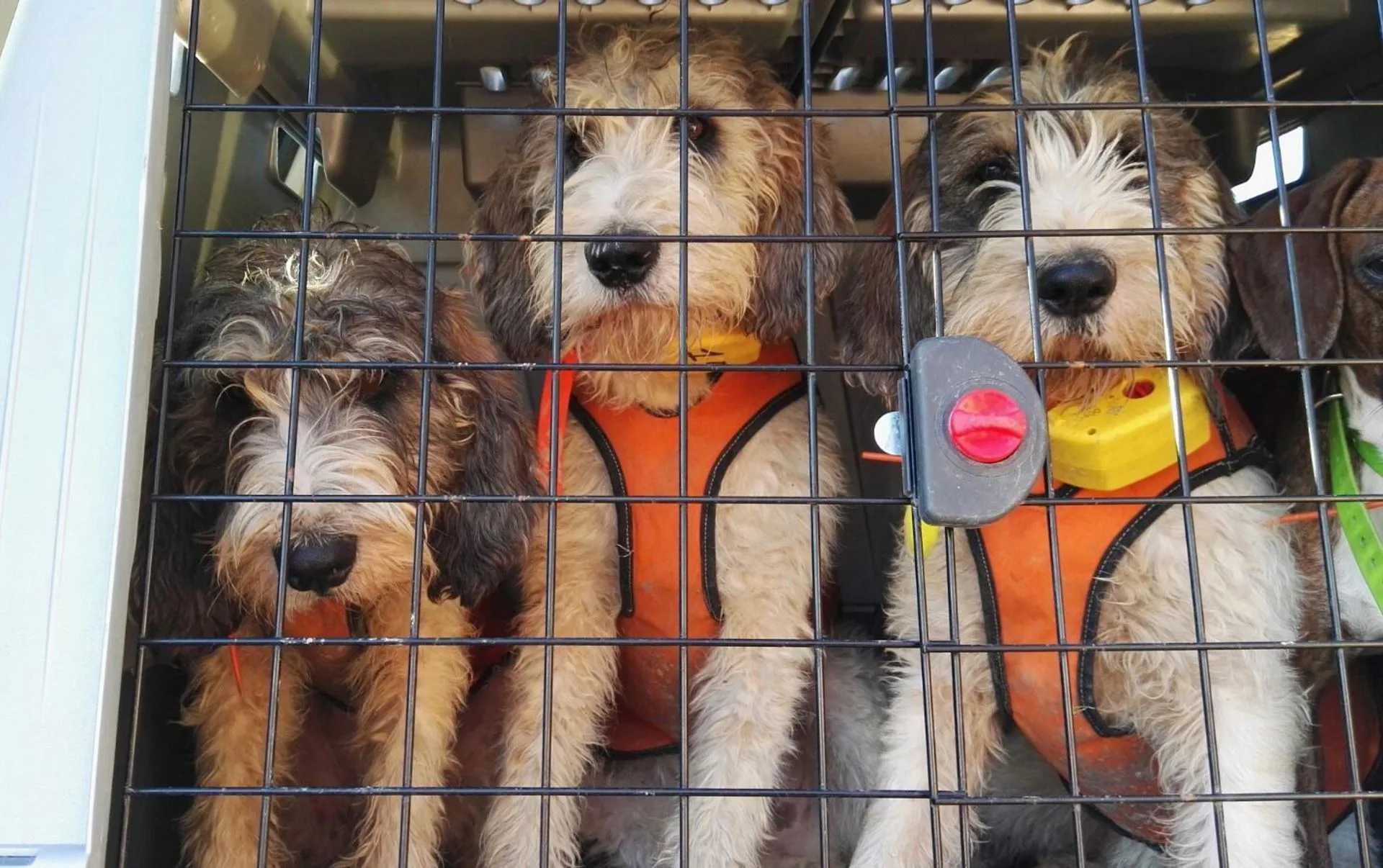 Giubbotto per cani da cinghiale