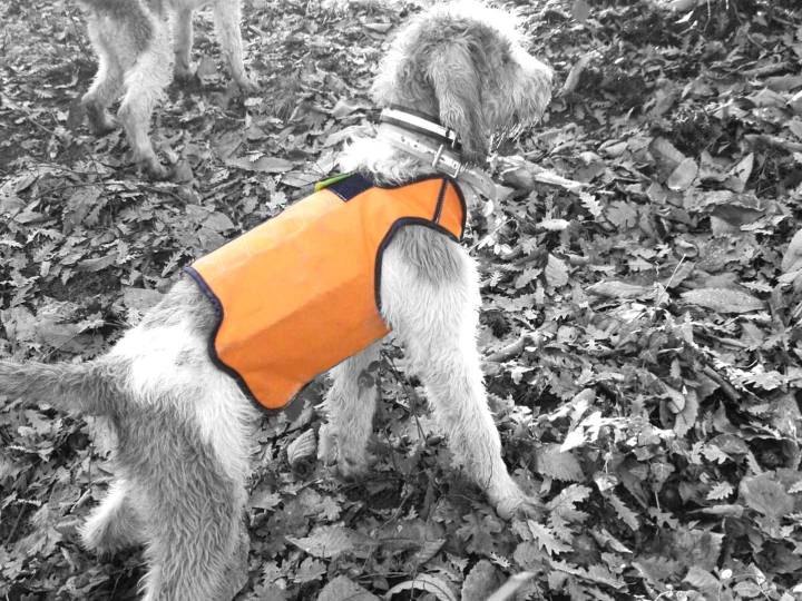 Corpetto antizanna FPJ per cani da cinghiale - C&C Hunting | Outdoor Innovation