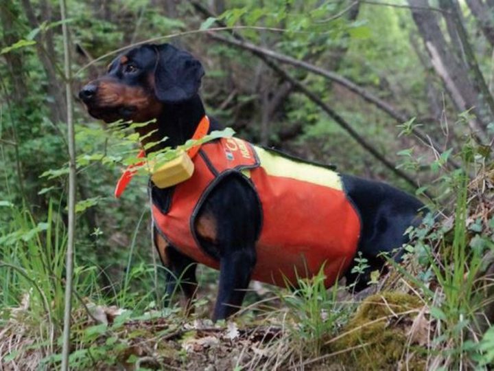 Corpetto per cani da cinghiale - C&C Hunting | Outdoor Innovation