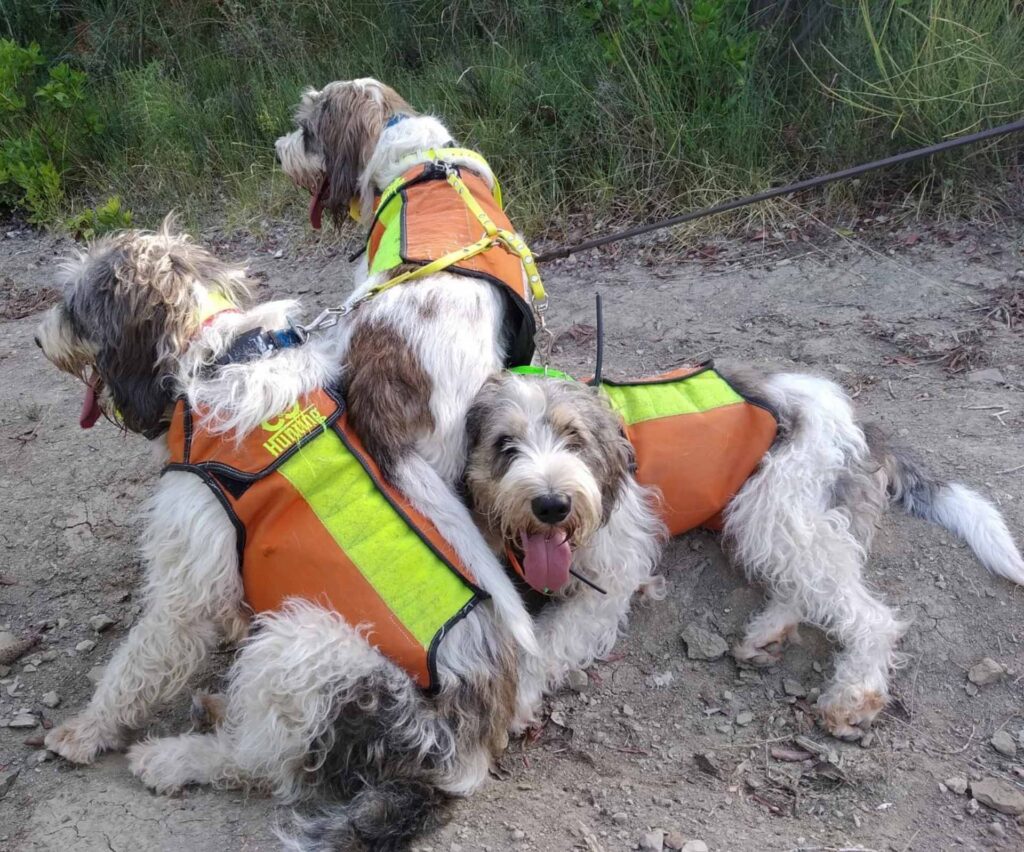 FPJ Corpetto protettivo per cani da caccia al cinghiale alta visibilità