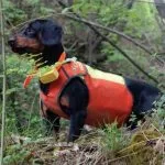 Protezioni per cani da cinghiale