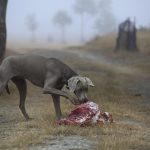 La dieta BARF e i cani da caccia