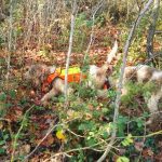 Cani al seguito dei cinghiali coesi e compatti