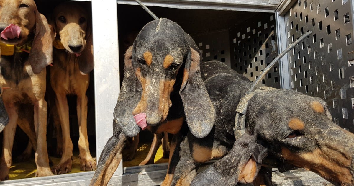 Una mattinata di addestramento con i