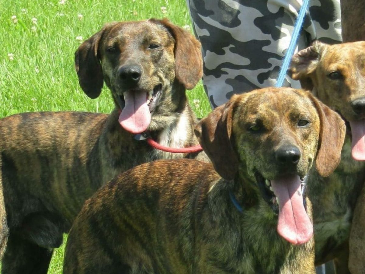 Il Segugio Maremmano Il Segugio Maremmano