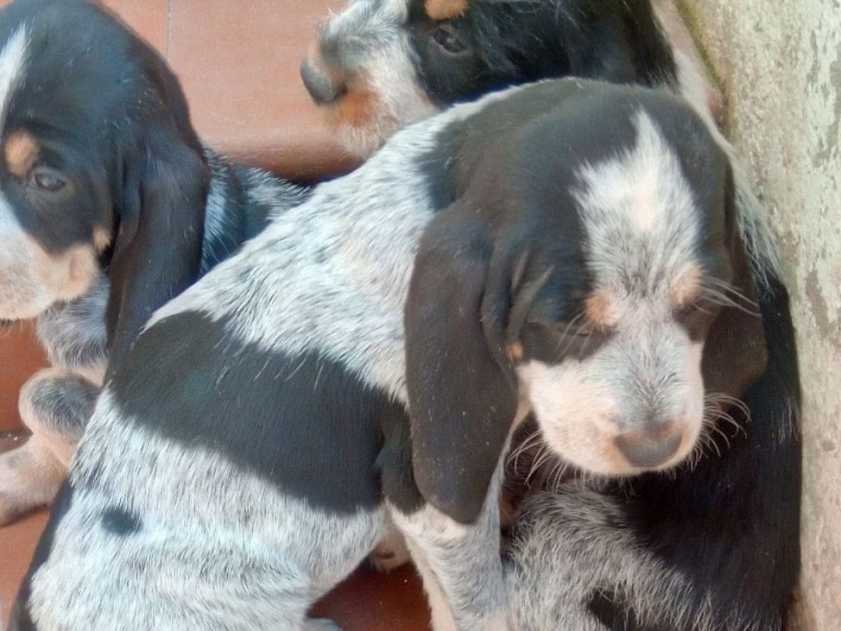 Riflessioni sull’addestramento alla caccia: i primi mesi con il mio cane