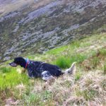 Displasia delle Anche e dei Gomiti nei Cani da Caccia