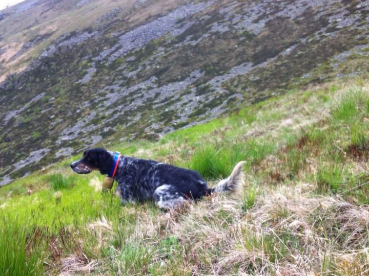 Displasia delle Anche e dei Gomiti nei Cani da Caccia - C&C Hunting | Outdoor Innovation