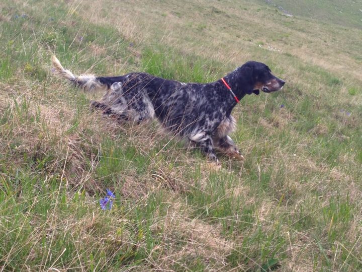 Trofeo Saladini Pilastri e Trofeo Enci Montagna - C&C Hunting | Outdoor Innovation Trofeo Saladini Pilastri e Trofeo Enci Montagna - C&C Hunting | Outdoor Innovation