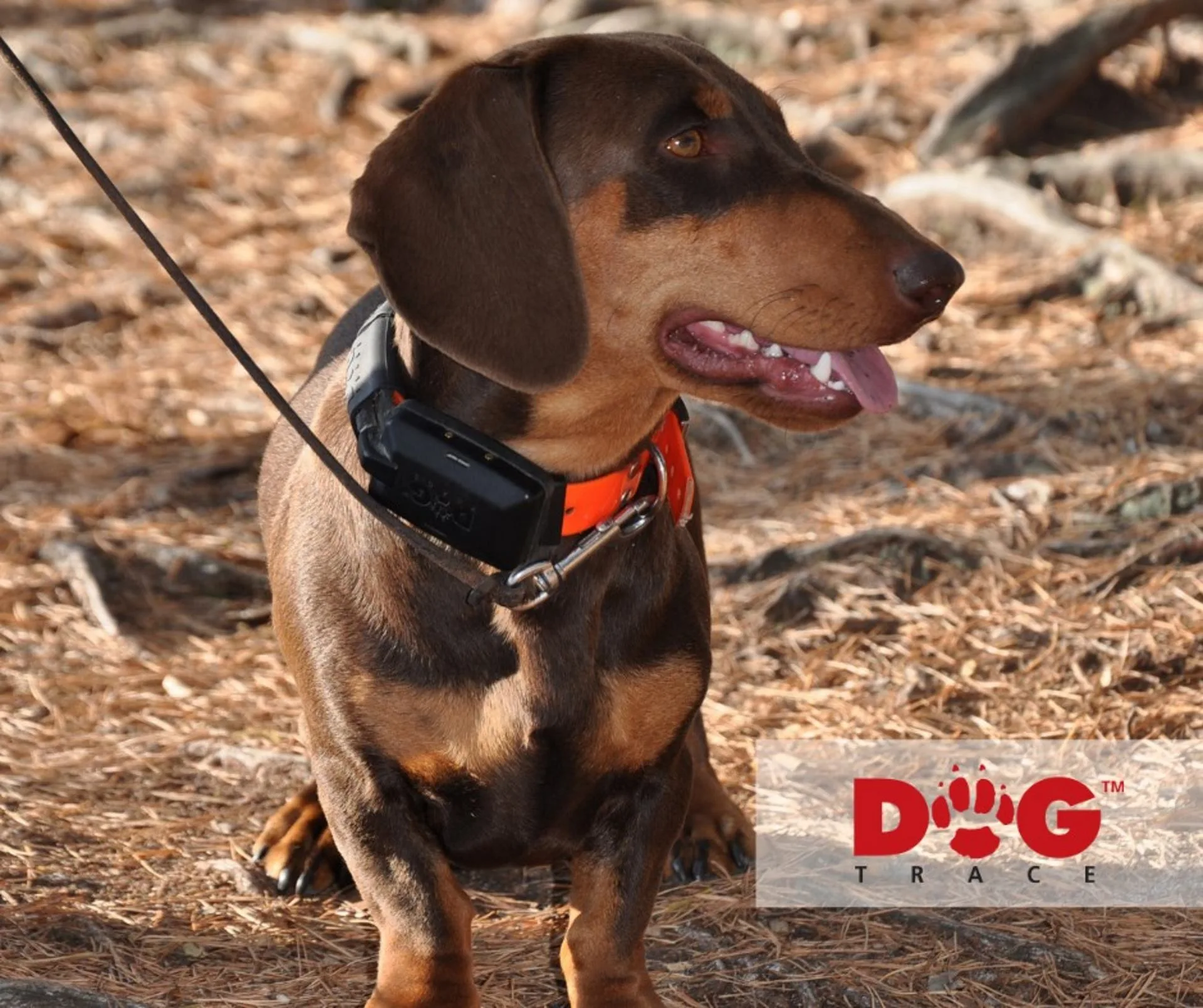 x30-dogtrace-app-gps-satellitare-radio-localizatore-cani-caccia-ferma-seguita