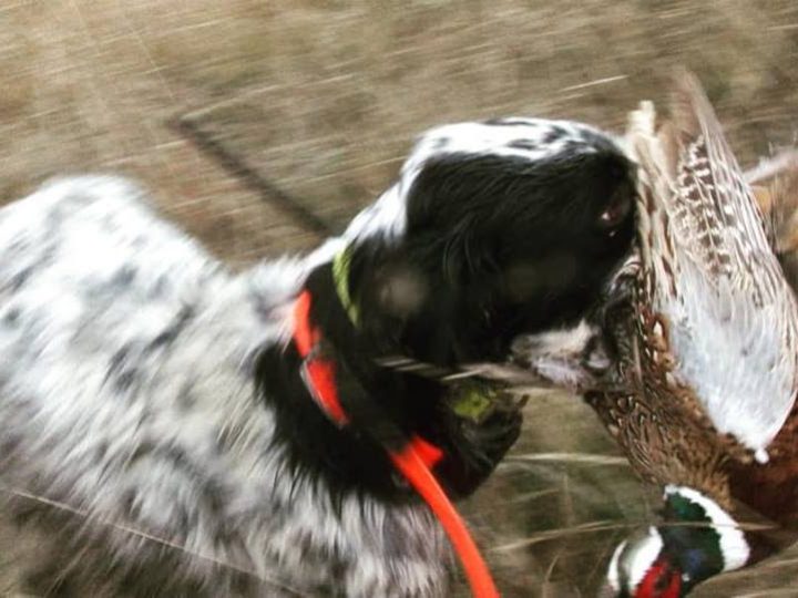 Abbiamo Testato Dog Trace X30 per la Caccia al Fagiano con il cane da Ferma - C&C Hunting | Outdoor Innovation