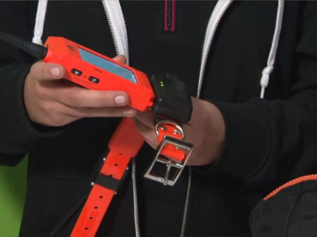 Aggiornamento della posizione del collare al palmare su Dog Trace Aggiornamento della posizione del collare al palmare su Dog Trace