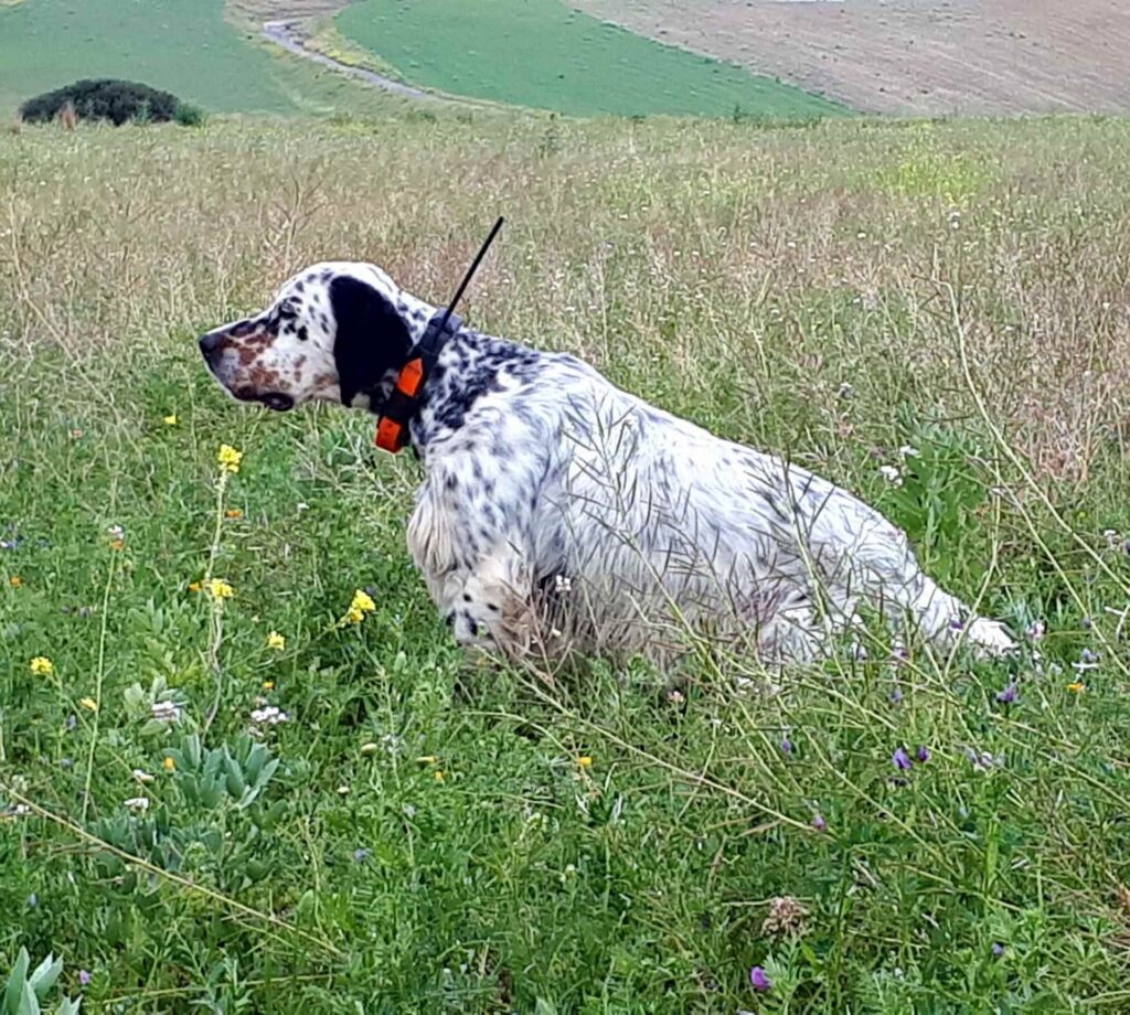 DogTrace X20 Collare di localizzazione GPS per la ricerca di cani da caccia come setter da beccacce