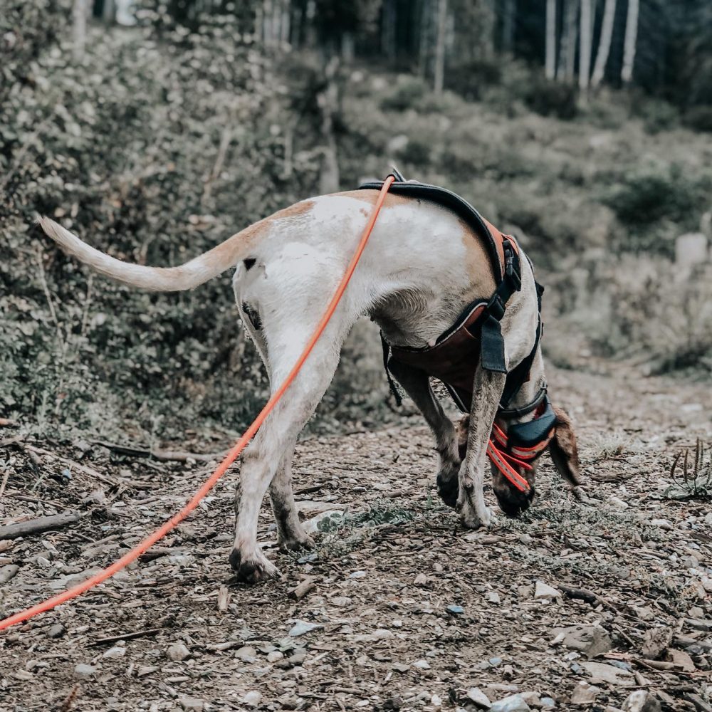 TRACKER ARTEMIS - immagine 5