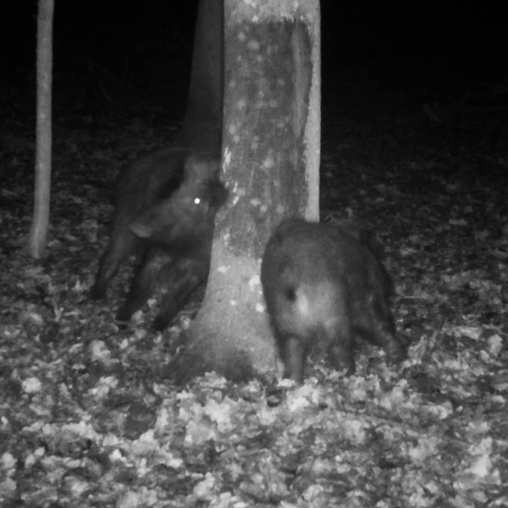 ATRA TAR - Attrattivo naturale - Catrame di Faggio - 320gr - immagine 3