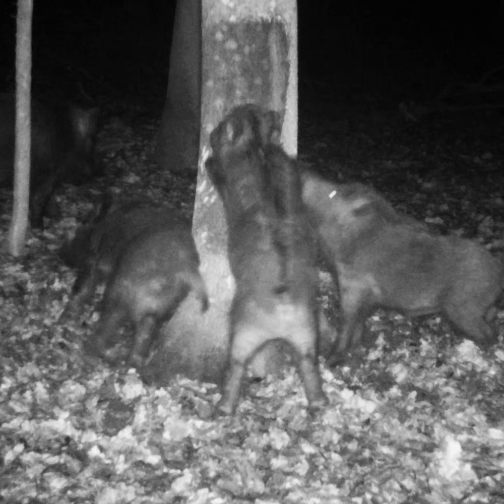 ATRA TAR - Attrattivo naturale - Catrame di Faggio - 320gr - immagine 4