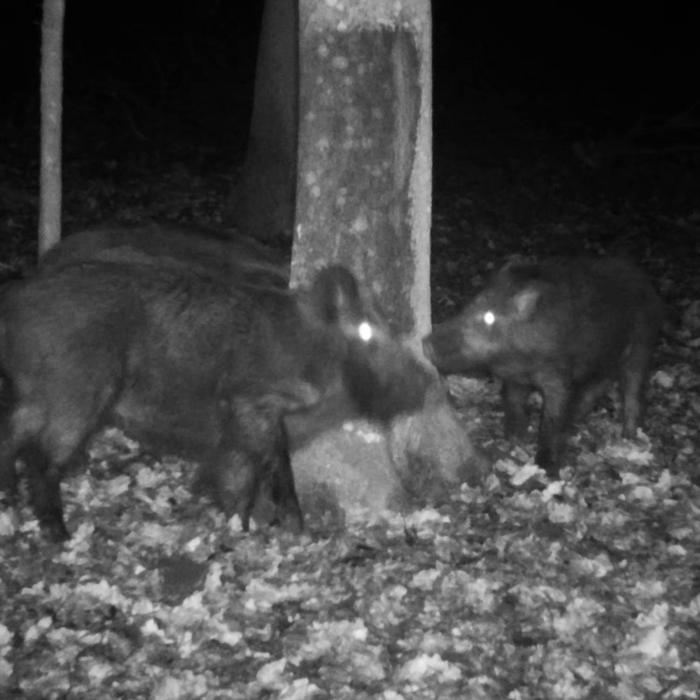 ATRA TAR - Attrattivo naturale - Catrame di Faggio - 320gr - immagine 5