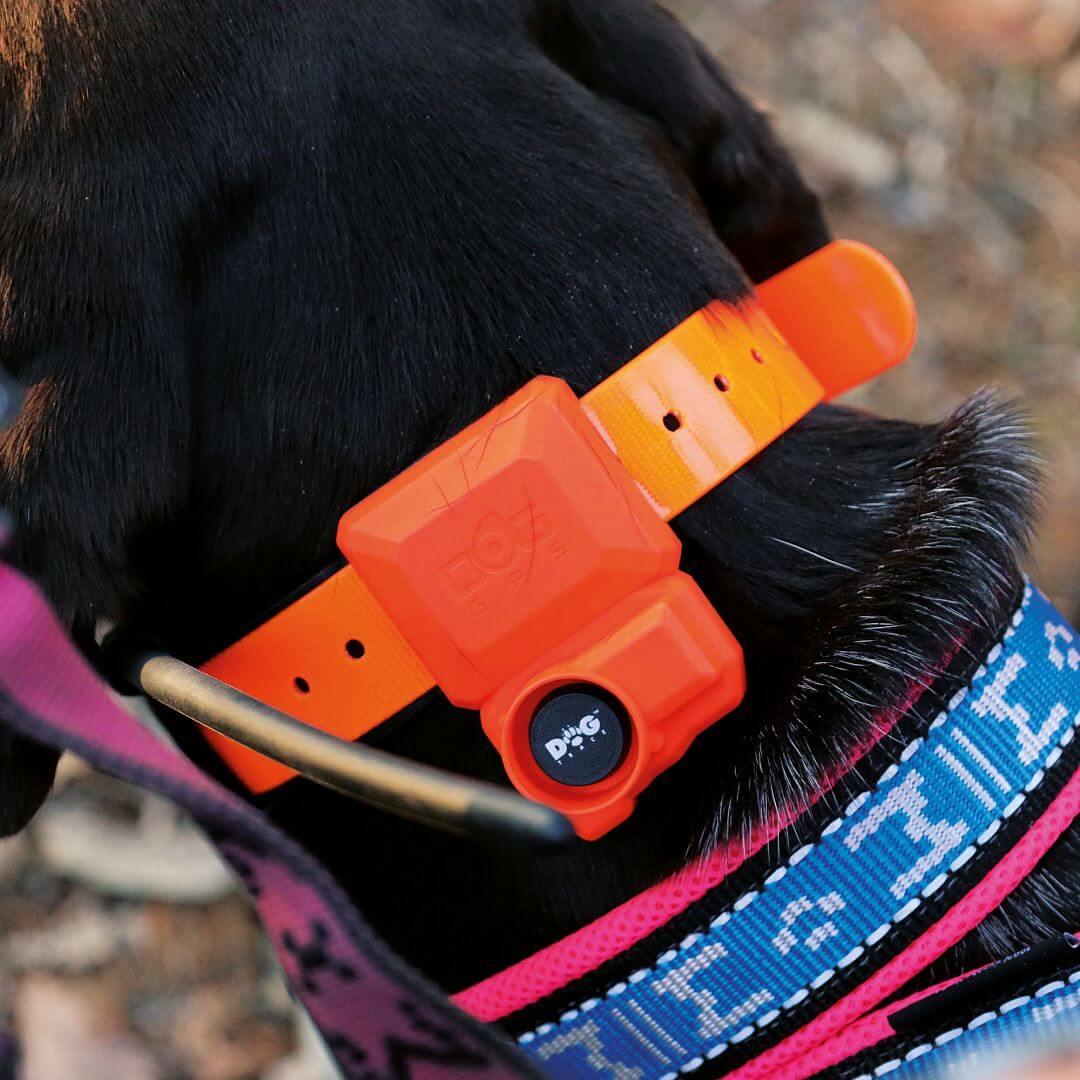 DOG GPS X40B – Collare GPS per cani con beeper - immagine 13