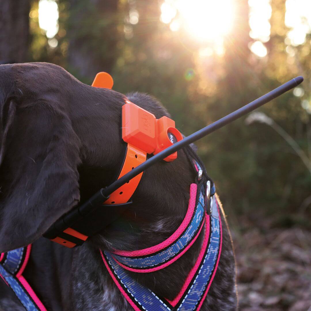 DOG GPS X40B – Collare GPS per cani con beeper - immagine 12