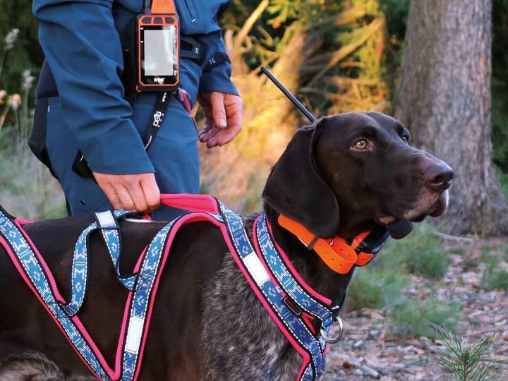 DOG GPS X40T – Collare GPS per cani con funzione di addestramento - C&C Hunting | Outdoor Innovation