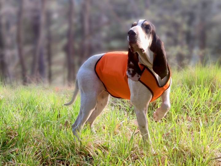 Giubbotto per cani da cinghiale - C&C Hunting | Outdoor Innovation