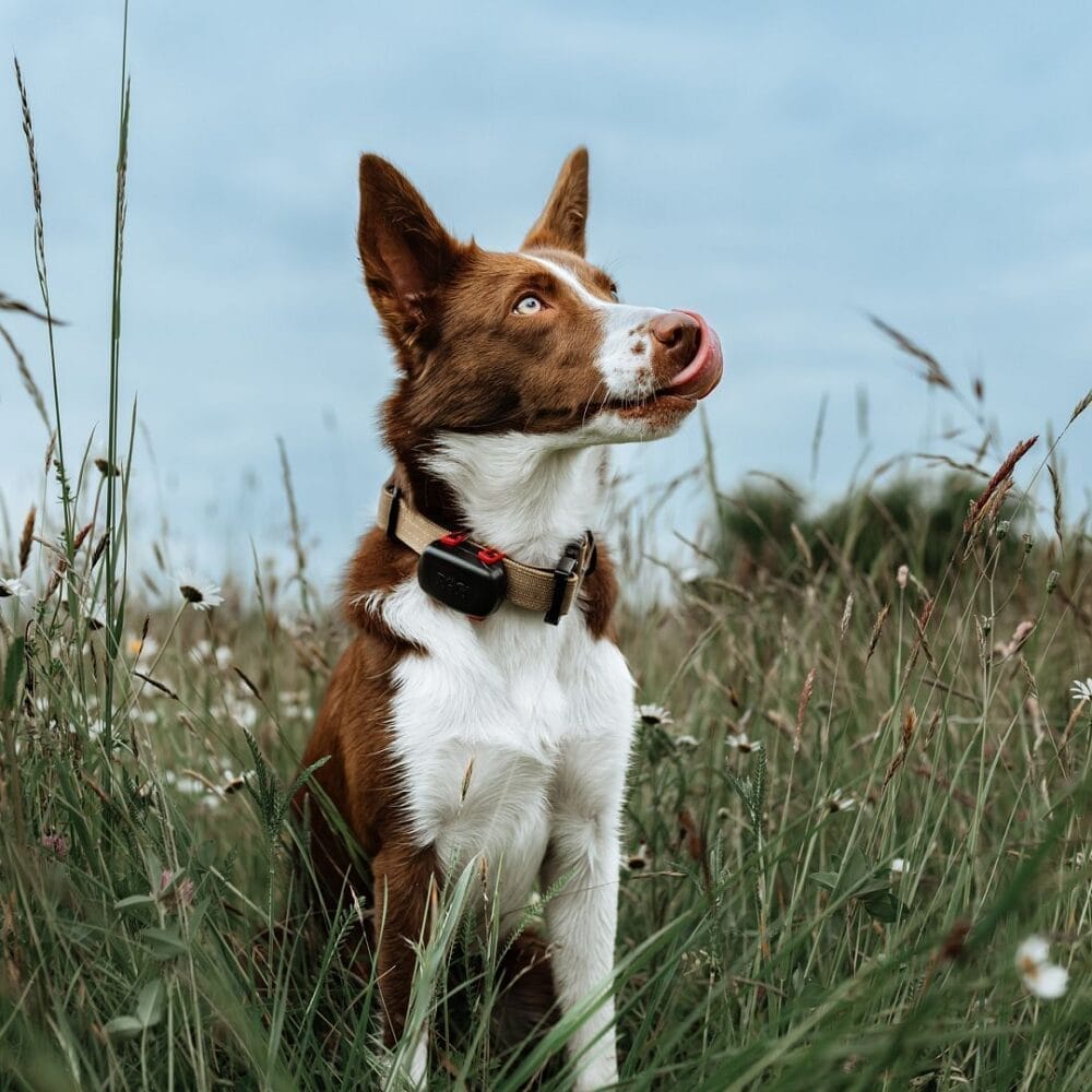 Dogtrace localizzatore GPS mini - Cani