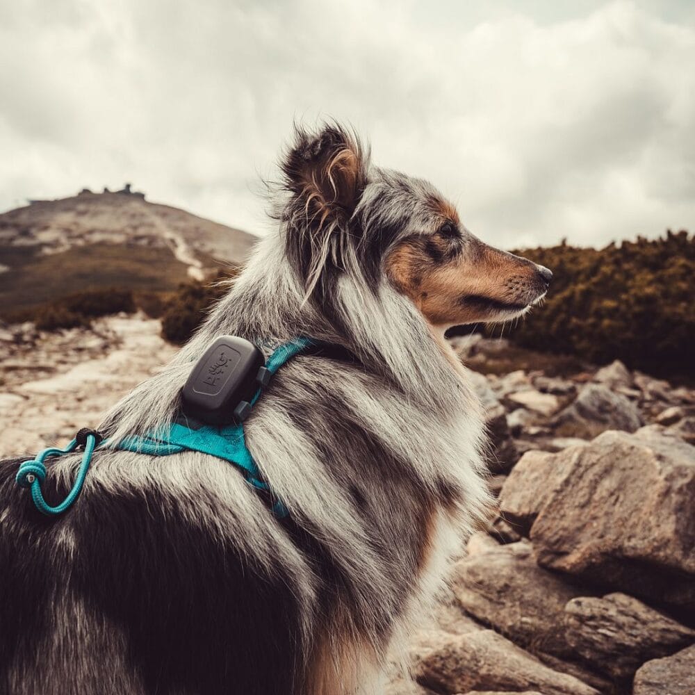Dogtrace localizzatore GPS mini - Cani