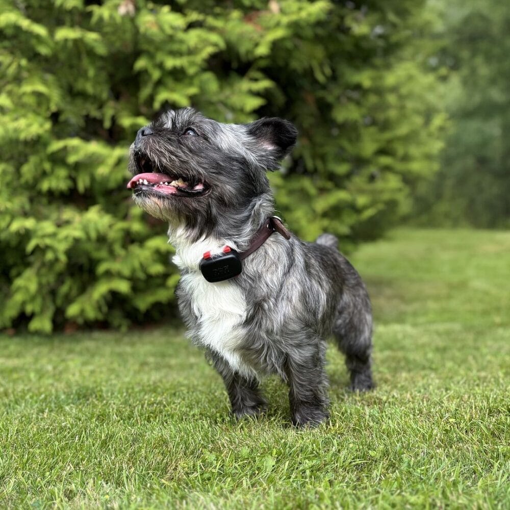 Dogtrace localizzatore GPS mini - Cani